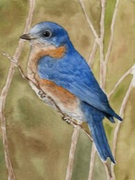 Blue Bird in Watercolor, Artist: Rochelle Luer