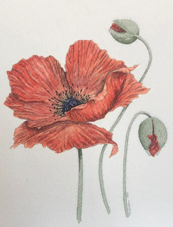 Red Poppy in Watercolor, Artist: Rochelle Luer